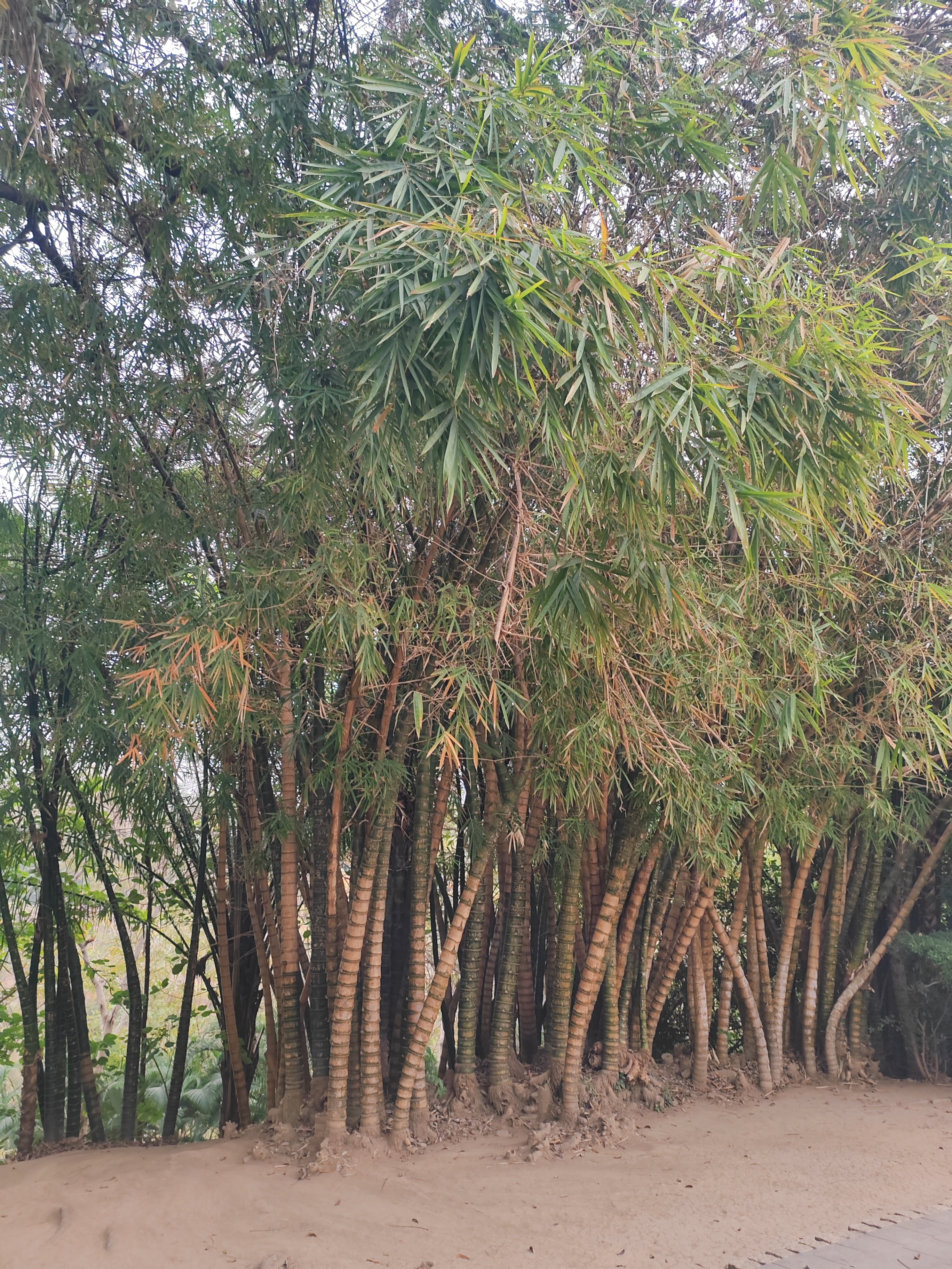 西双版纳曼听园攻略,云南西双版纳打卡曼听公园