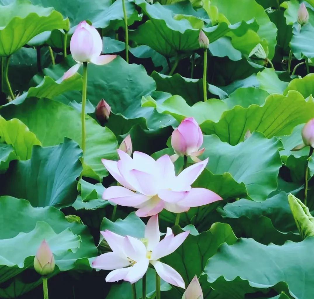 清远漂流一日游,清远清泉湾水上乐园跟团游