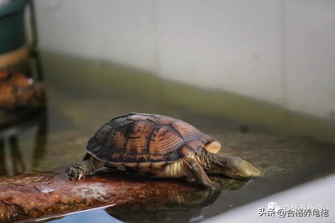 龟病症如何预防,龟病预防的药物