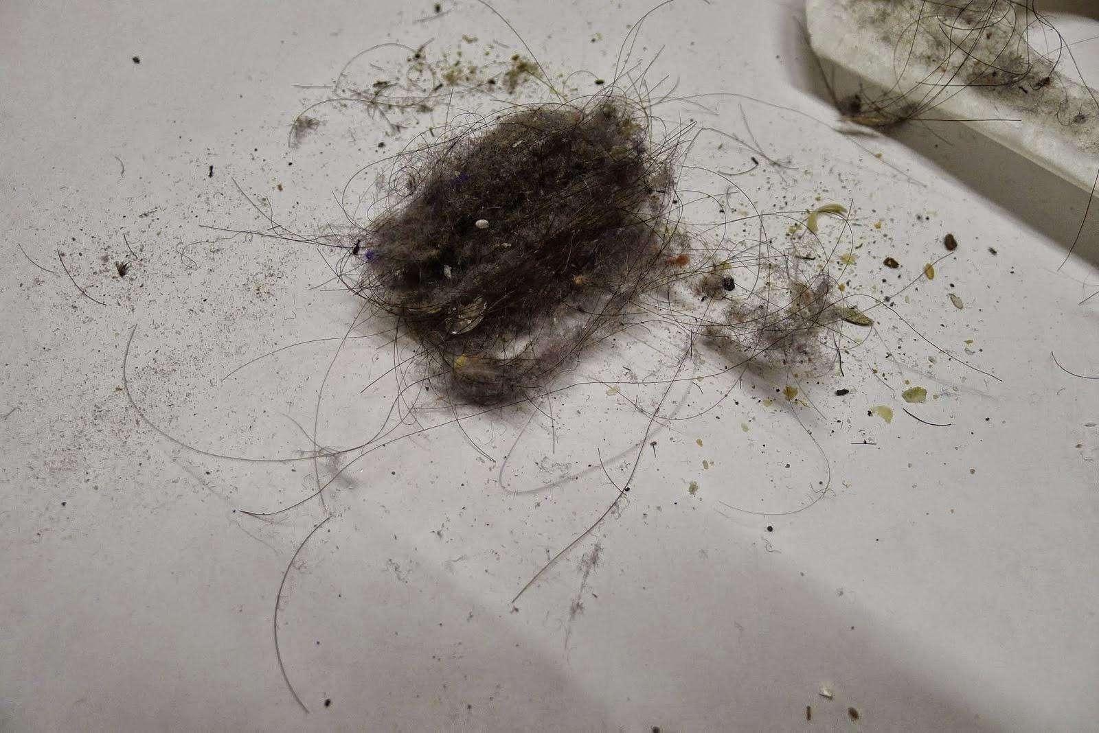 家里总是有灰尘毛絮用什么擦除,家里老是有毛毛灰怎么清除干净