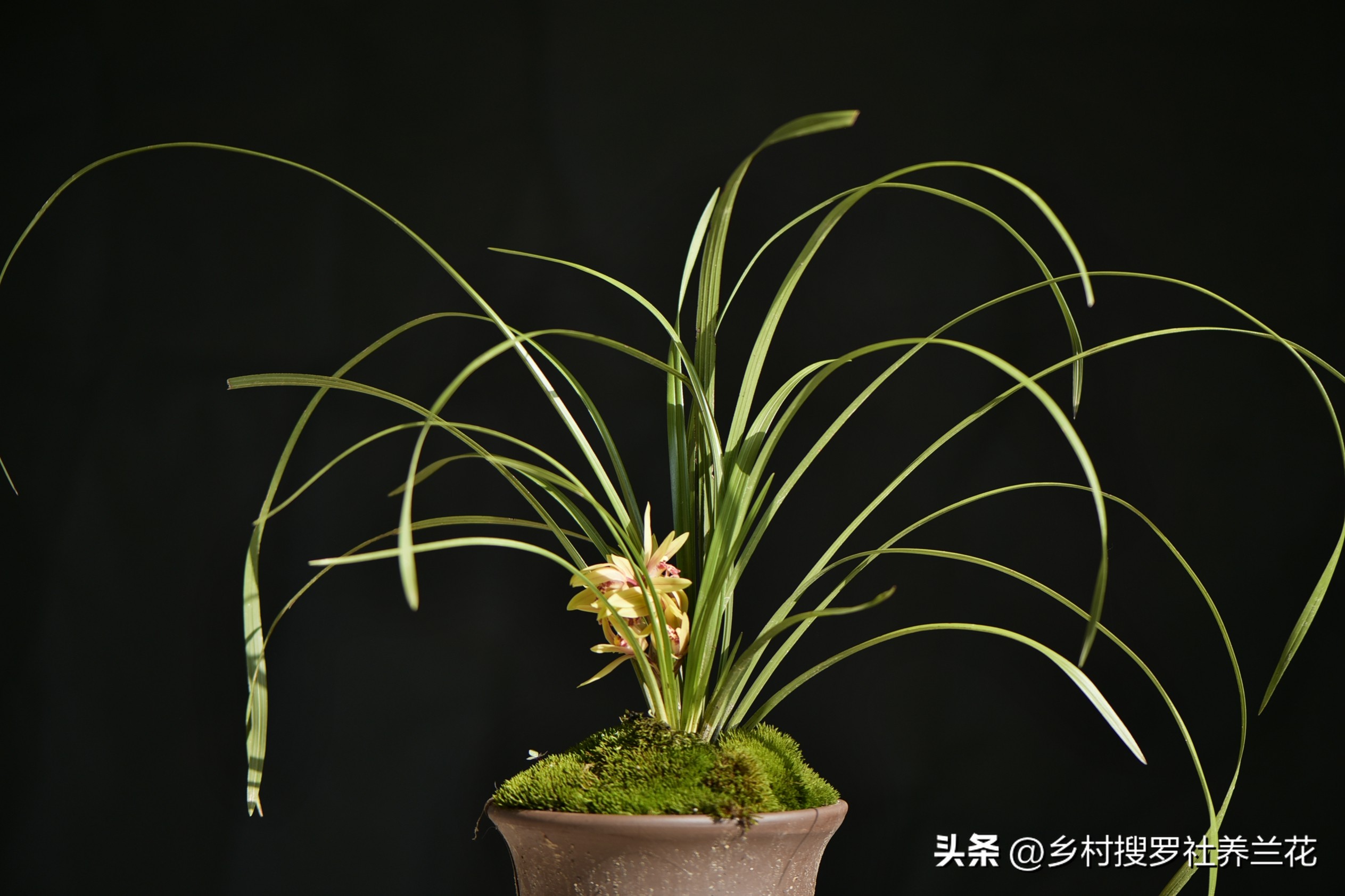 兰花的施肥方法和注意事项是什么,兰花专用土栽的兰花需要施肥吗