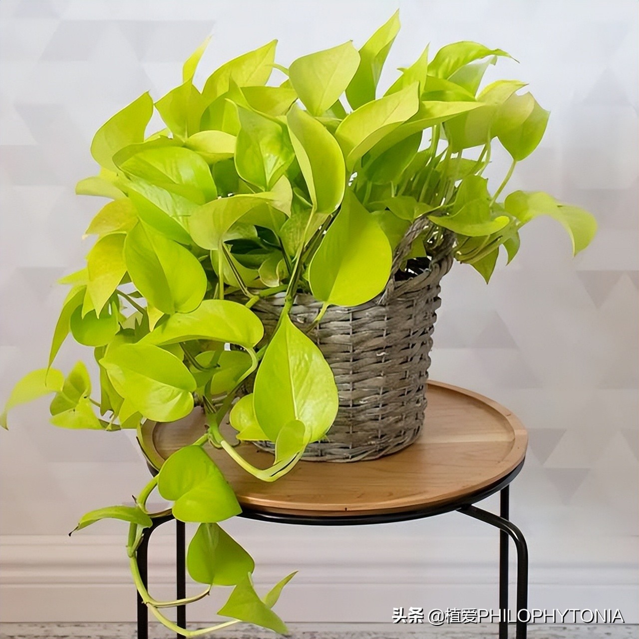 室内大叶片的植物有哪些,有颜色的植物适合室内养殖