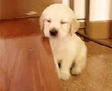 纯种拉布拉多的特征,纯种黑色拉布拉多犬多少钱一只