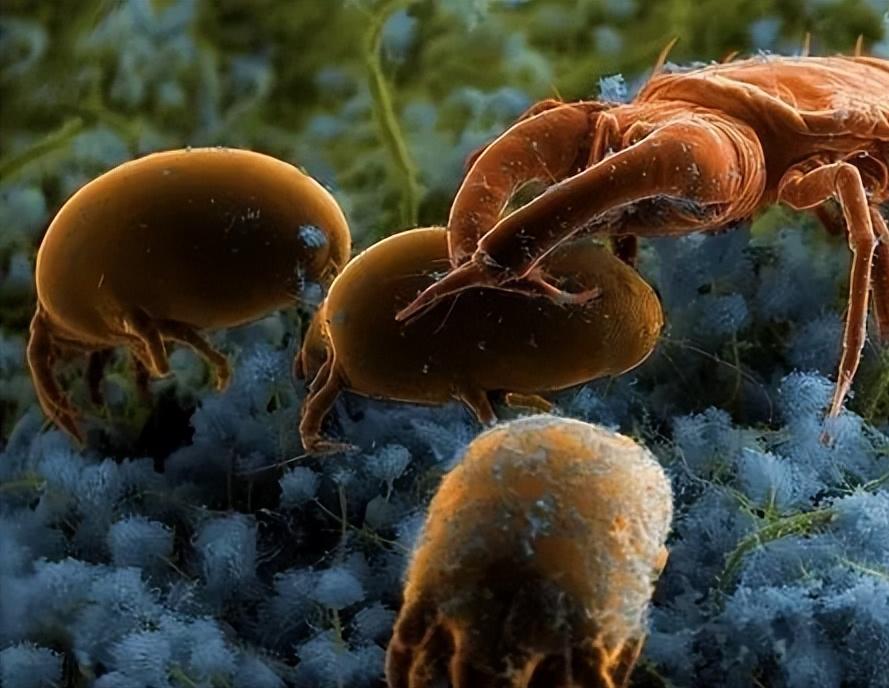 床垫推荐2021床垫怎么选,网易严选床垫和芝华仕床垫怎么选