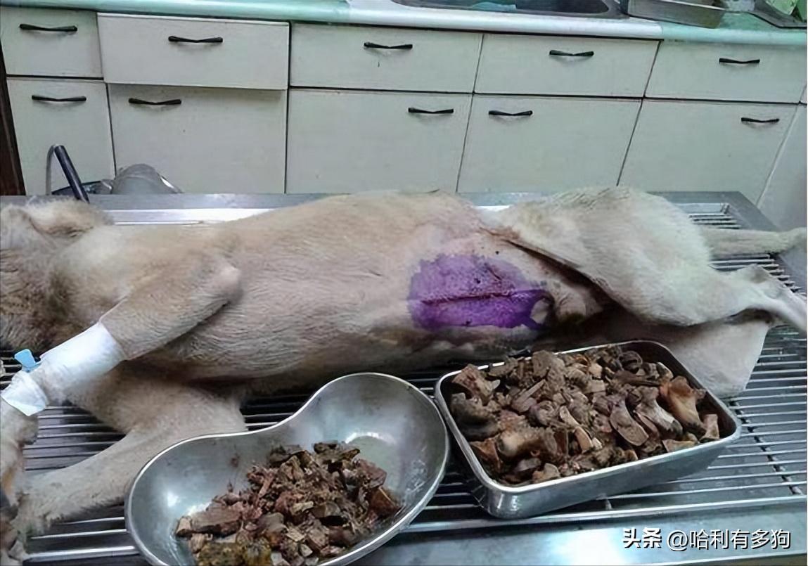 狗狗消化不良拉稀呕吐怎么办,狗狗消化不良呕吐白沫怎么处理