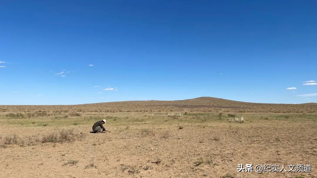 草原的野生动物在哪里,草原看野生动物