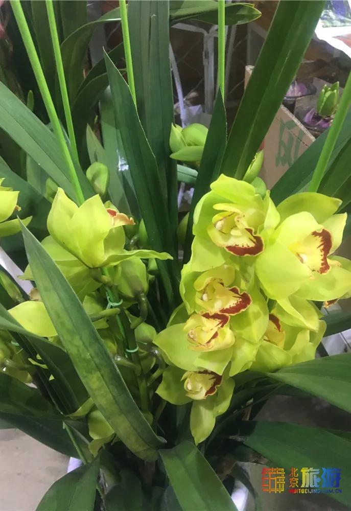 京南永清花卉批发市场,京南花卉批发市场