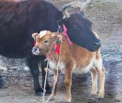 栽赃陷害黑妹原视频,栽赃陷害著名事件
