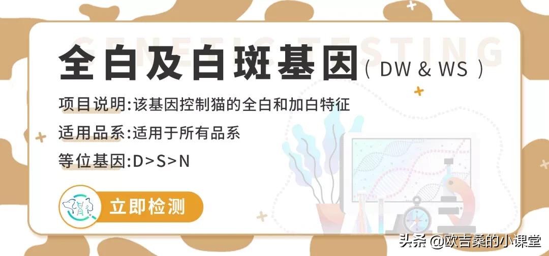 白斑变异基因,白斑基因和全白基因