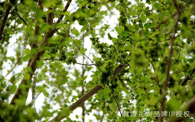 敦煌传统文化发展,敦煌八怪文化品牌