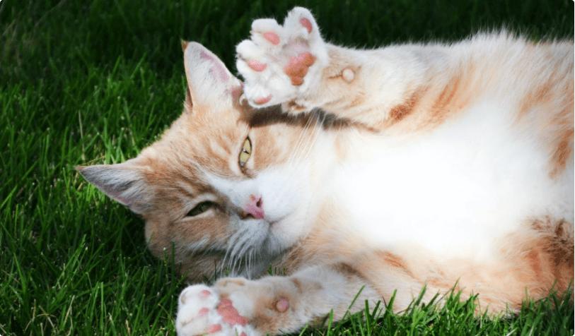 希宝牌猫罐头,希宝猫罐头怎么样