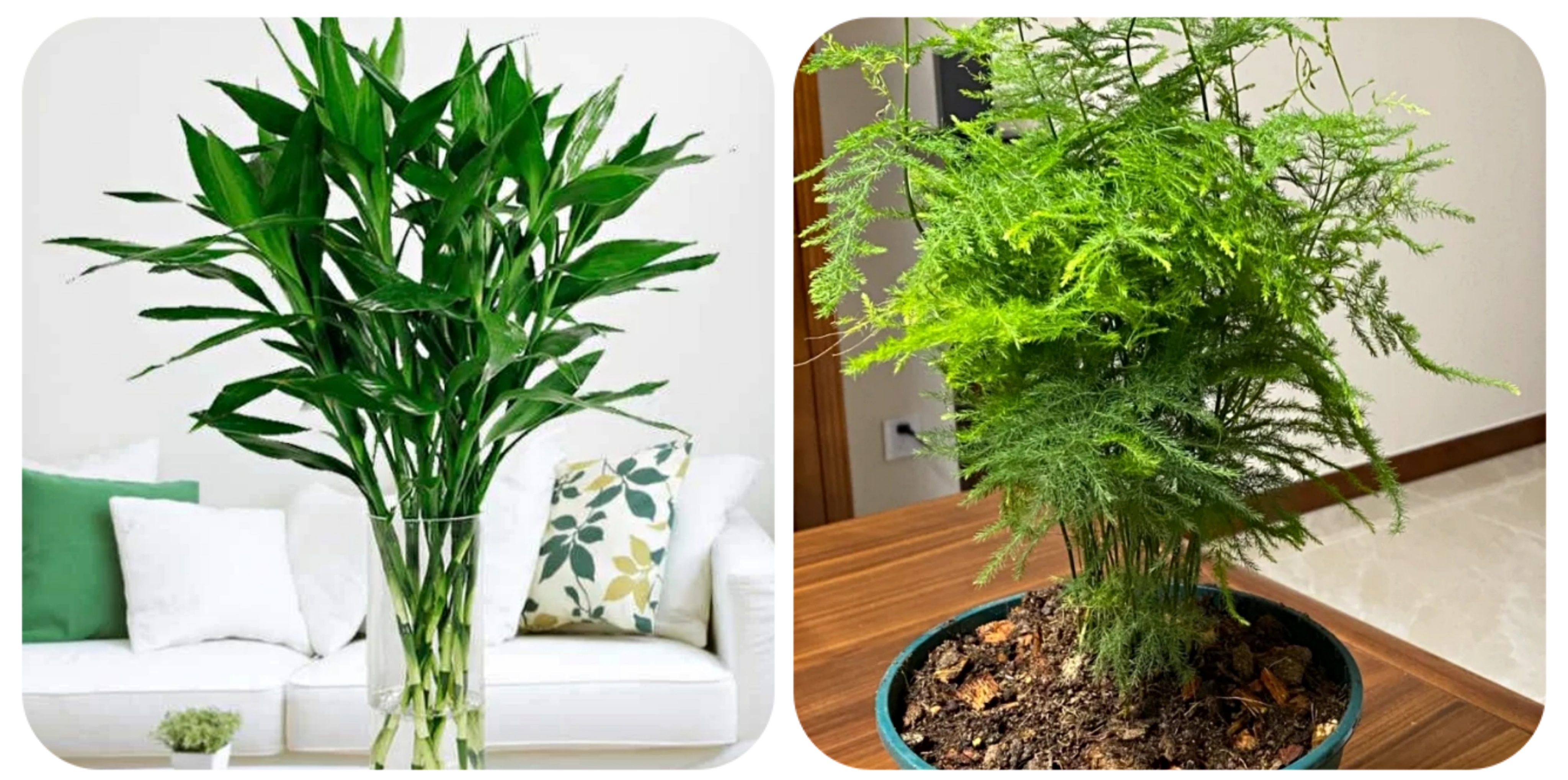 100个阳台养什么花好,100种阳台养的花草