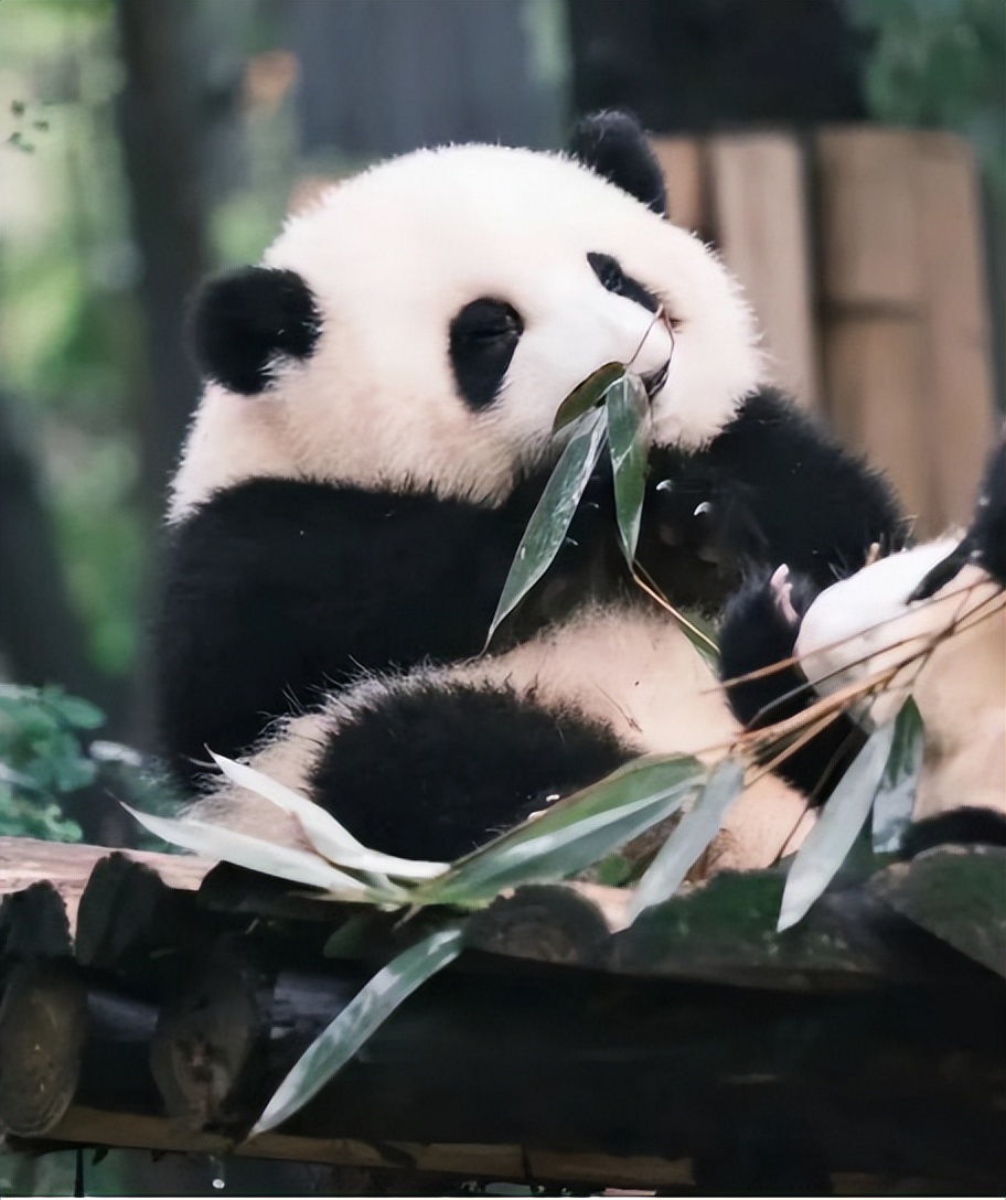 我们拿到了文心一言的首批内测：跟ChatGPT比，谁更聪明？