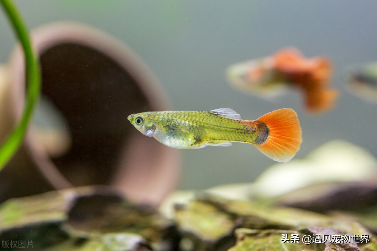 新手养小宠物鱼最好要什么品种,凶猛宠物鱼品种大全