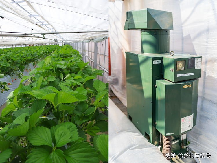 安田草莓园,日本安田草莓园