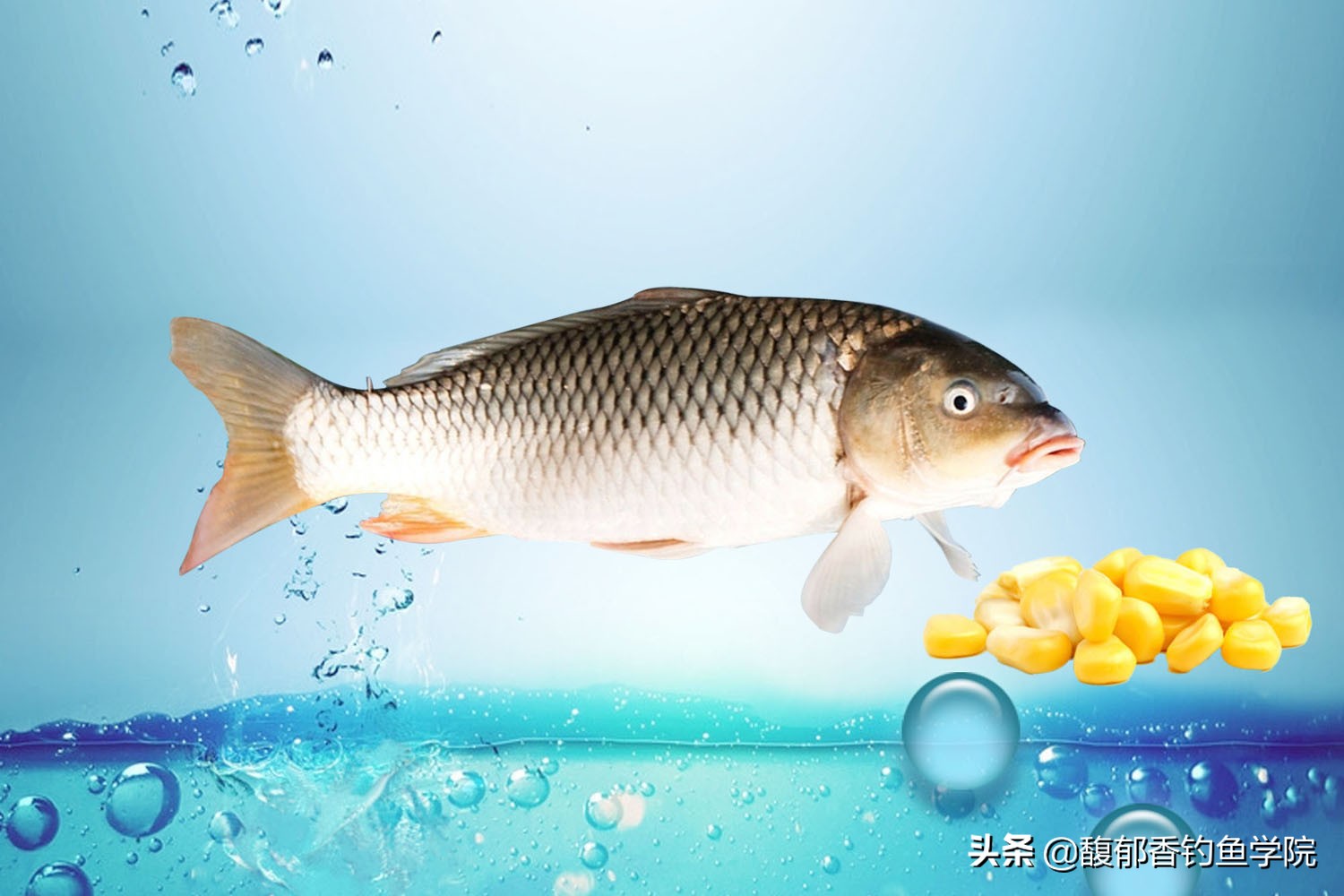 发酵饵钓鲫鱼,为啥大鱼喜欢吃玉米