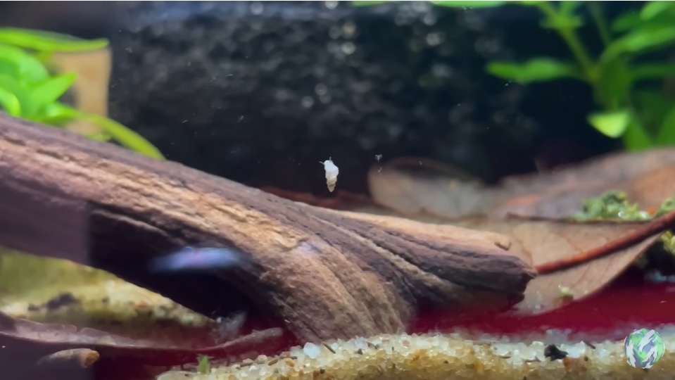 美国小哥在卧室建出一缸热带雨林，食物链环环相扣，太强了