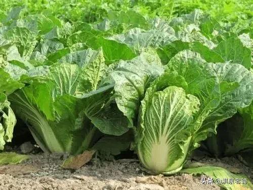 4月可以种植什么绿叶蔬菜,四月适合种植的绿叶蔬菜有哪些