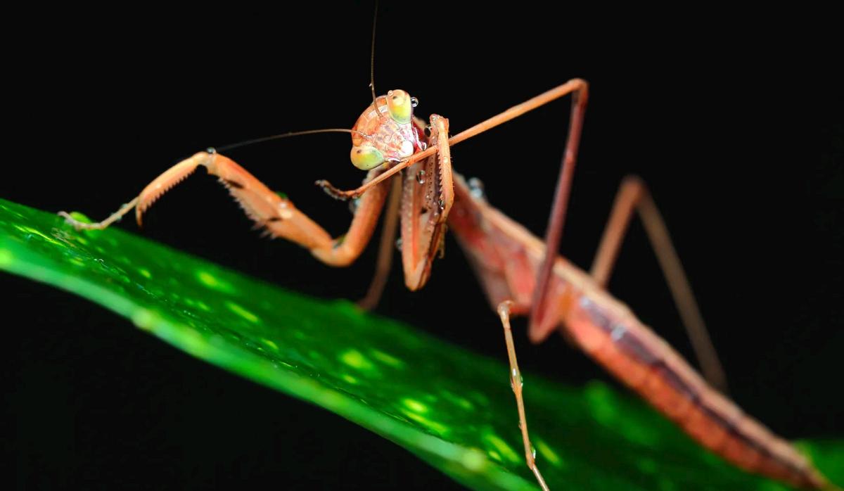 世界上最残酷的动物捕食,世界上最凶残的昆虫有哪些