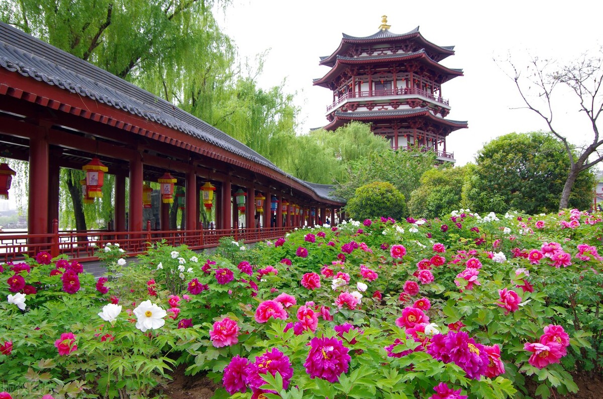 花开时节动京城的牡丹真国色,唯有牡丹真国色花开富贵动京城