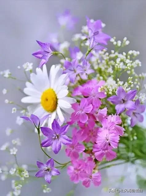 心若香茗静听花开的意思,心若香茗静听花开文案