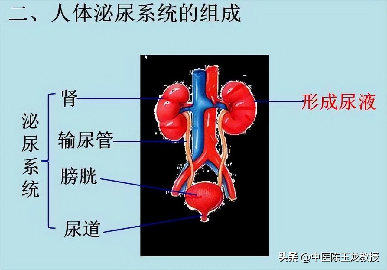 中医治疗膀胱结石经典处方,治疗胆结石肾结石膀胱结石的方子