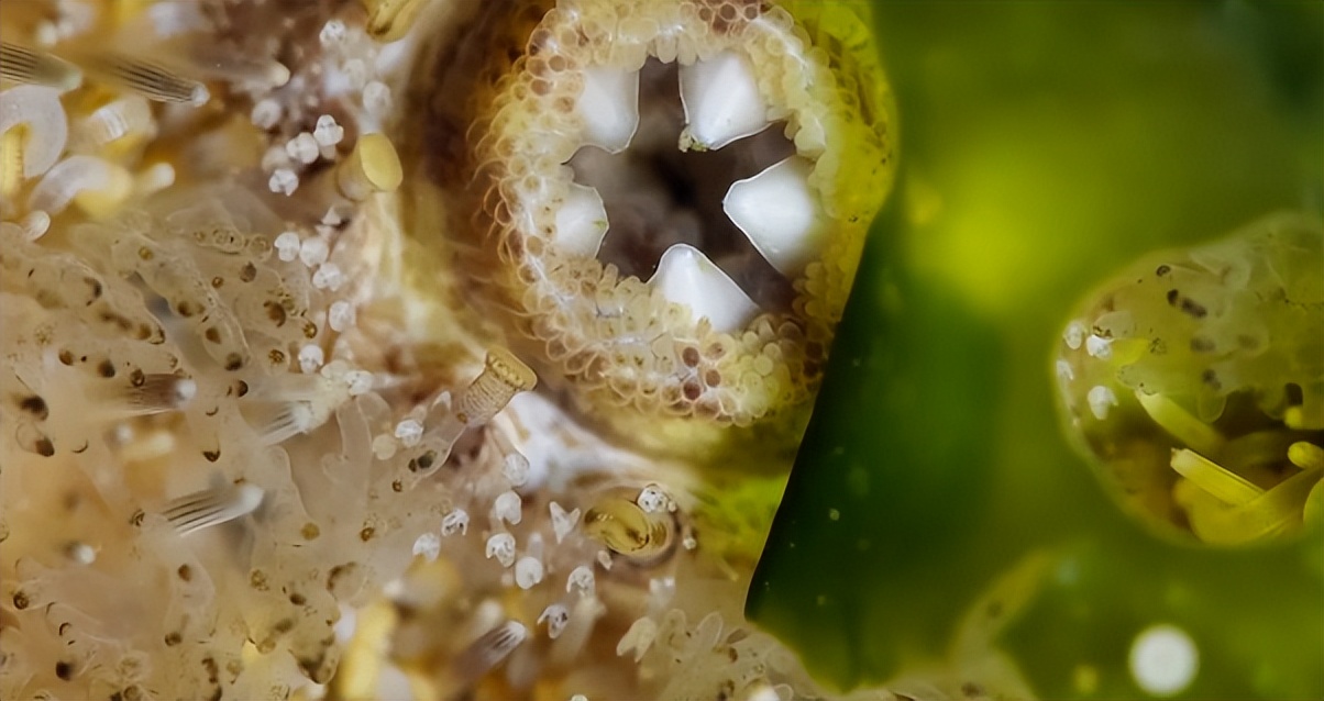 仅有积蓄23块钱，山东小伙大胆借600万，捞出大连海底“小黄金”