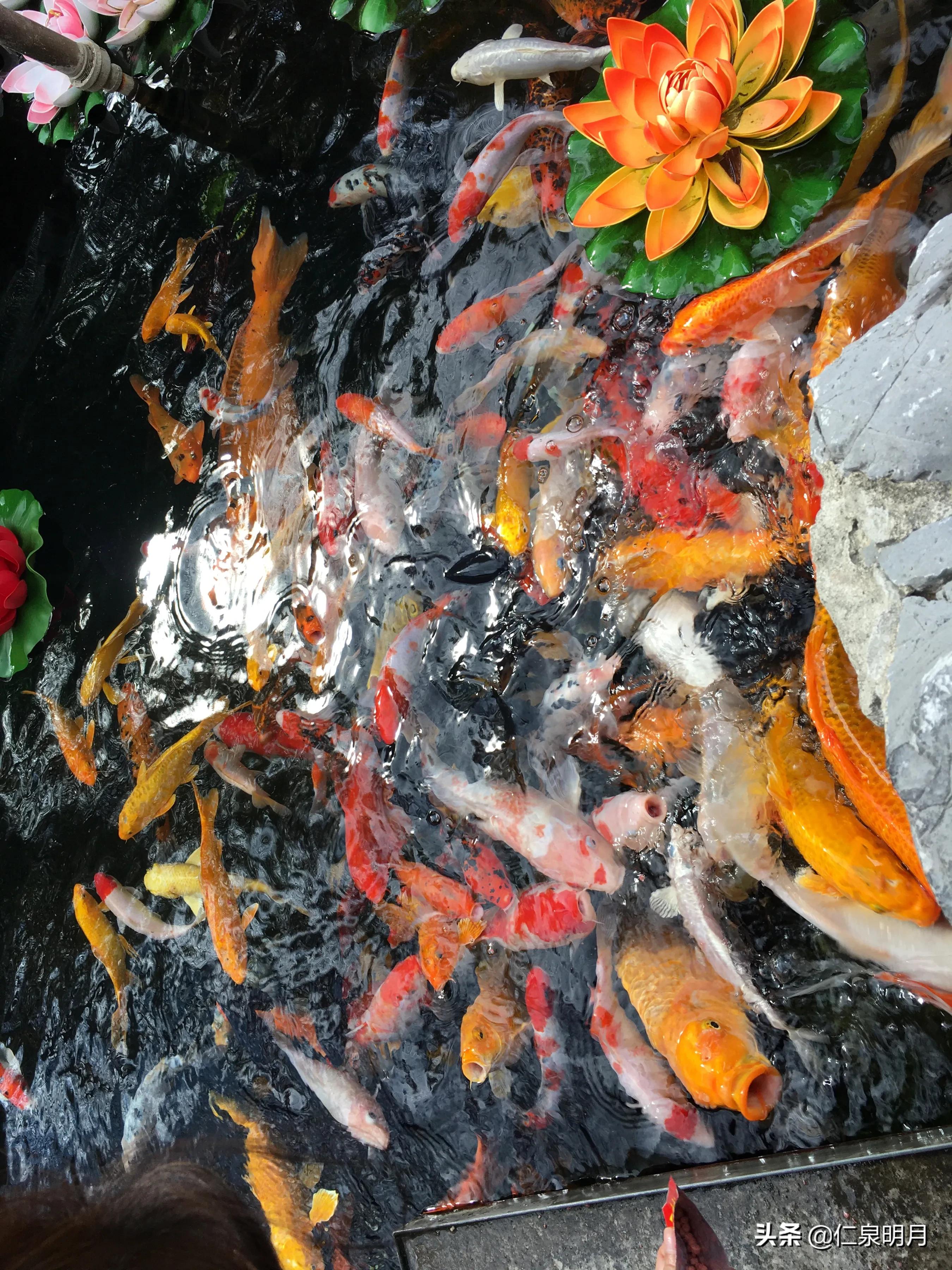 南桥二严寺洗心之行