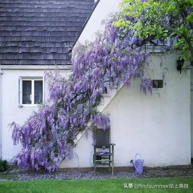 司藤爱情,司藤和半妖司藤是一样的吗