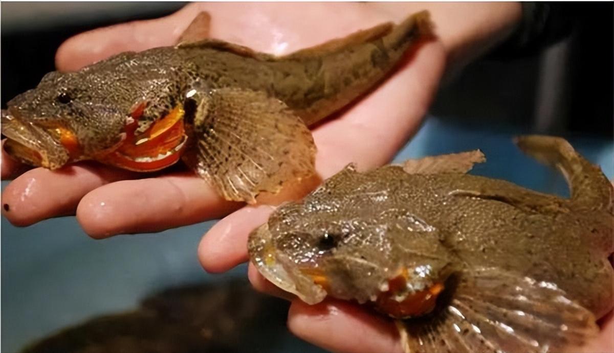 火了1700多年的“江南第一名鱼”，听说连英国女王都没有口福尝到