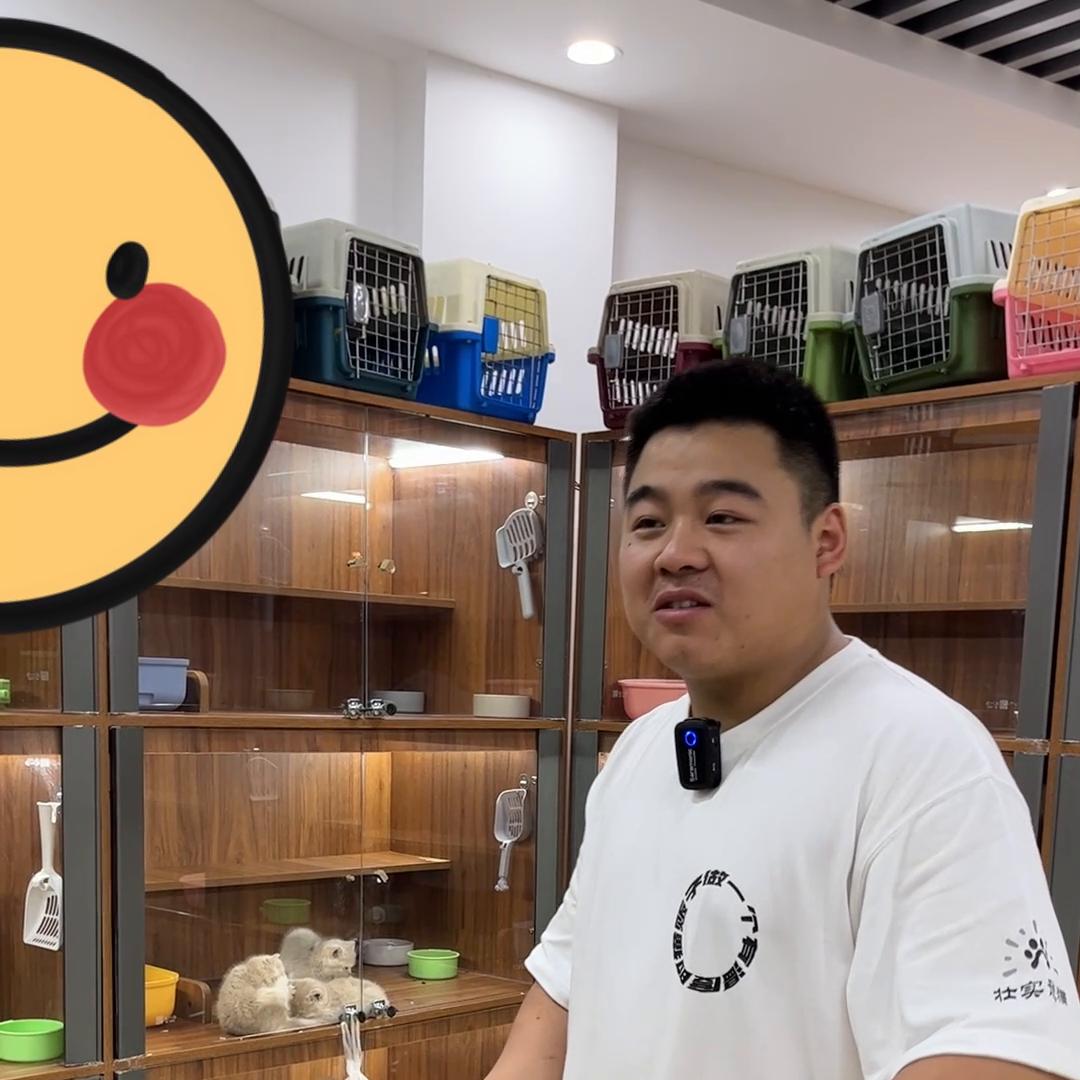 金渐层猫为什么不建议养 (如何把金渐层猫咪养得又肥又胖)