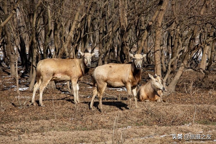 江苏大丰市麋鹿自然保护区,大丰野生麋鹿在什么地方