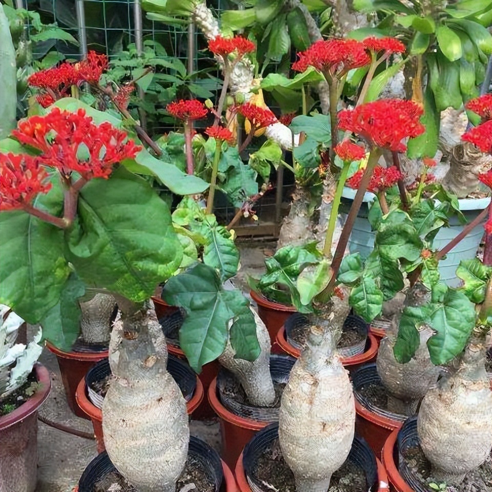 十种养不死的室内花,十种不容易生虫的花