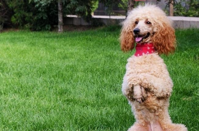 宠物犬种类大全贵宾犬,什么犬种最聪明又好训贵宾犬