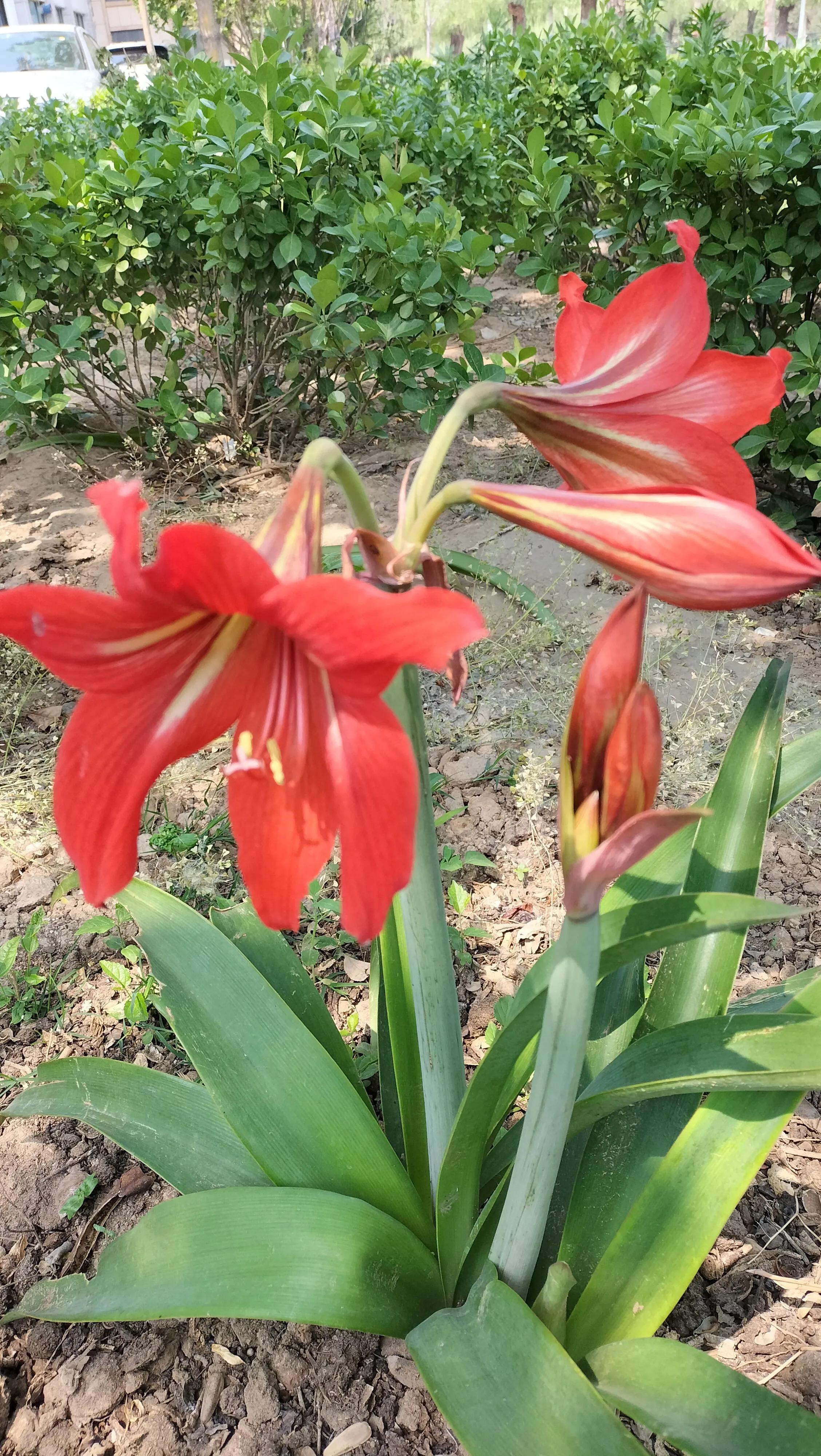 大头兰种植方法,大头兰几个花瓣