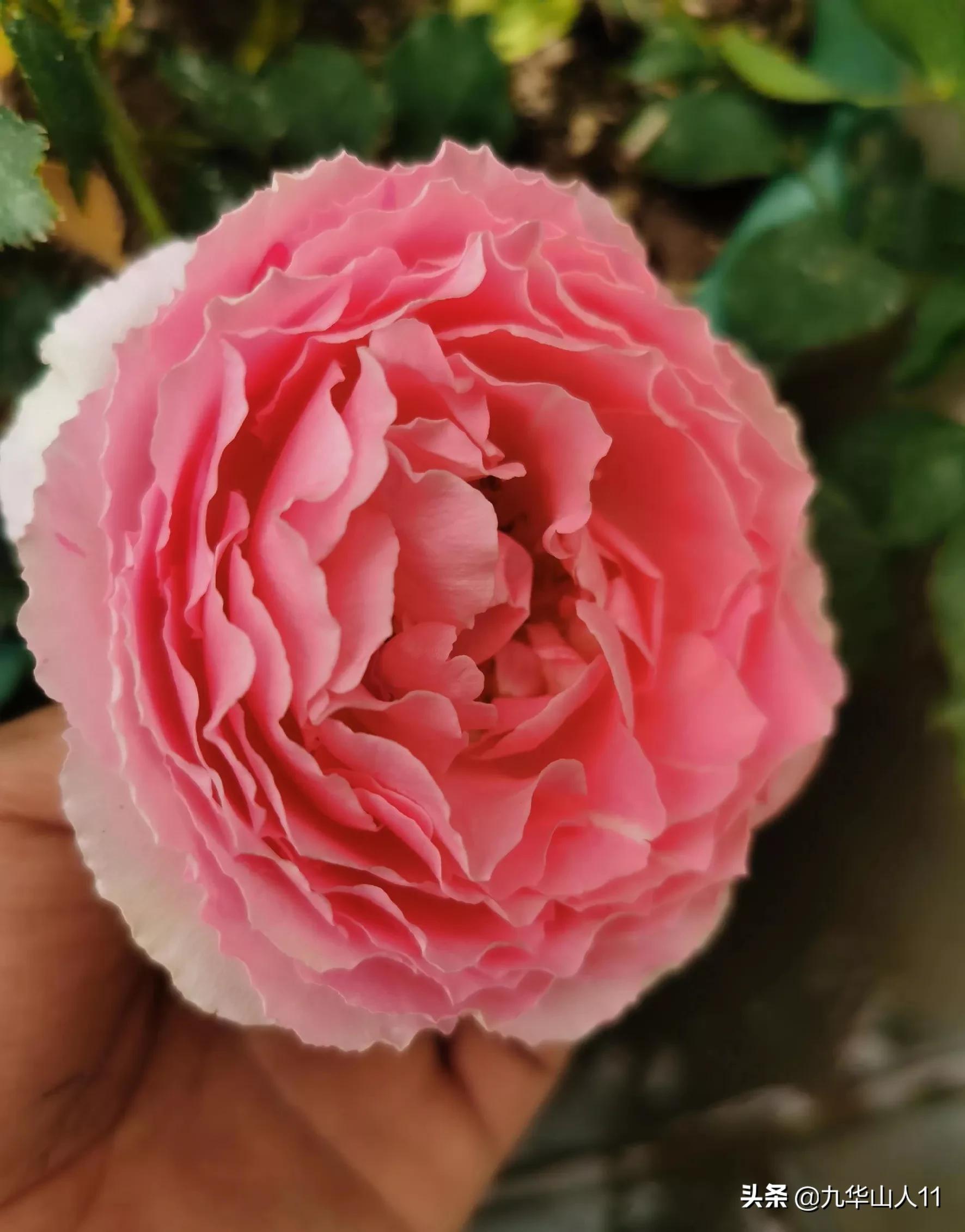 常见丰花月季品种一览,阳台盆栽丰花月季什么品种最好