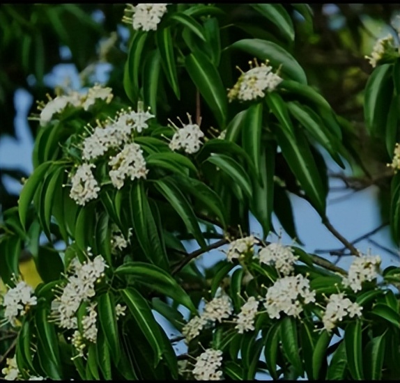 家底大揭秘！深圳究竟有多少“神奇生物”？