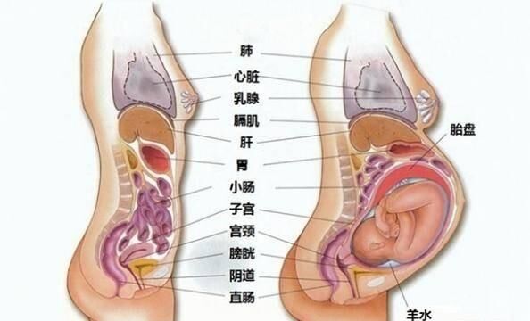 早孕10周子宫位置和大小,怀孕40天胎儿在子宫的位置