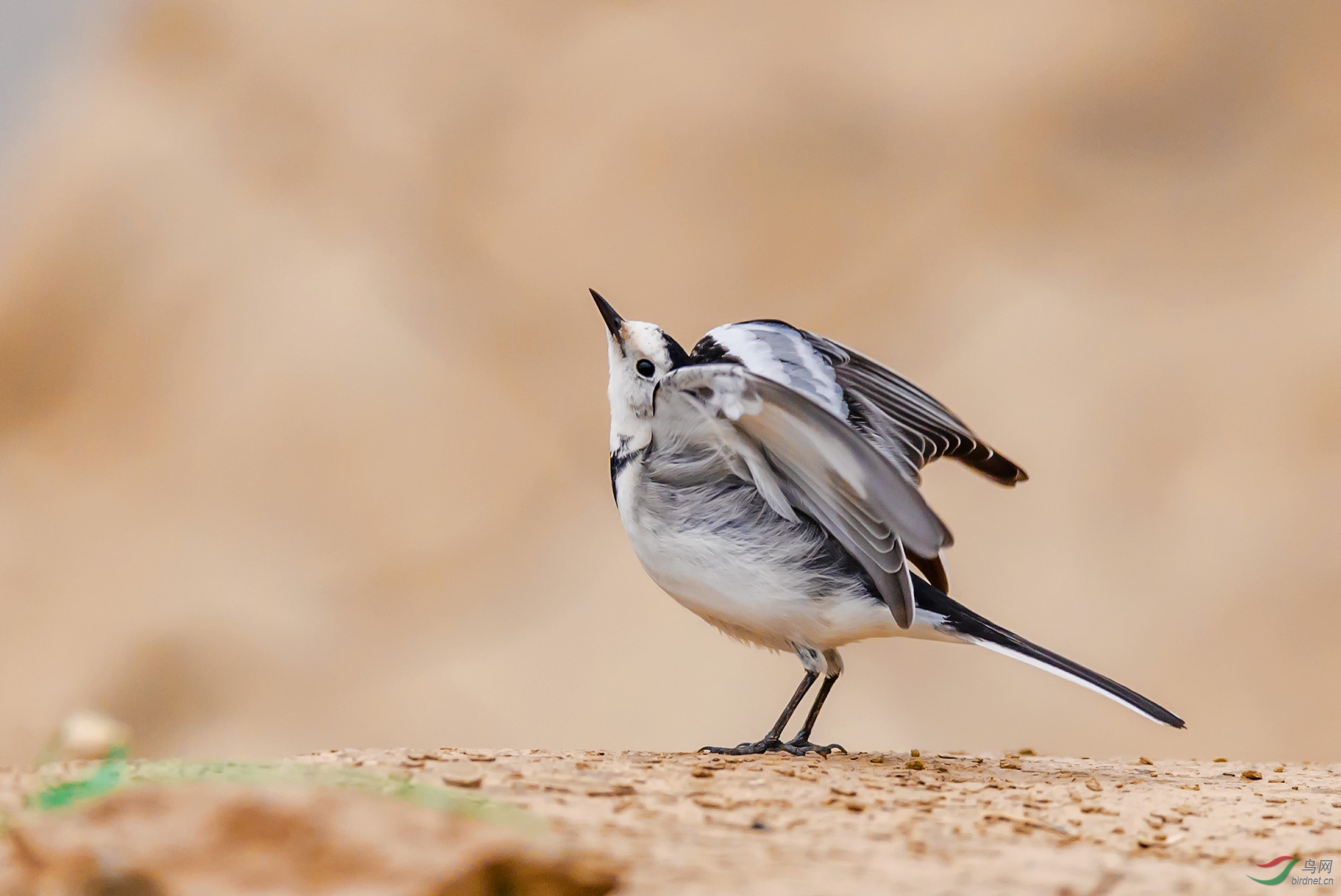 说文解字第625课,说文解字540全文阅读