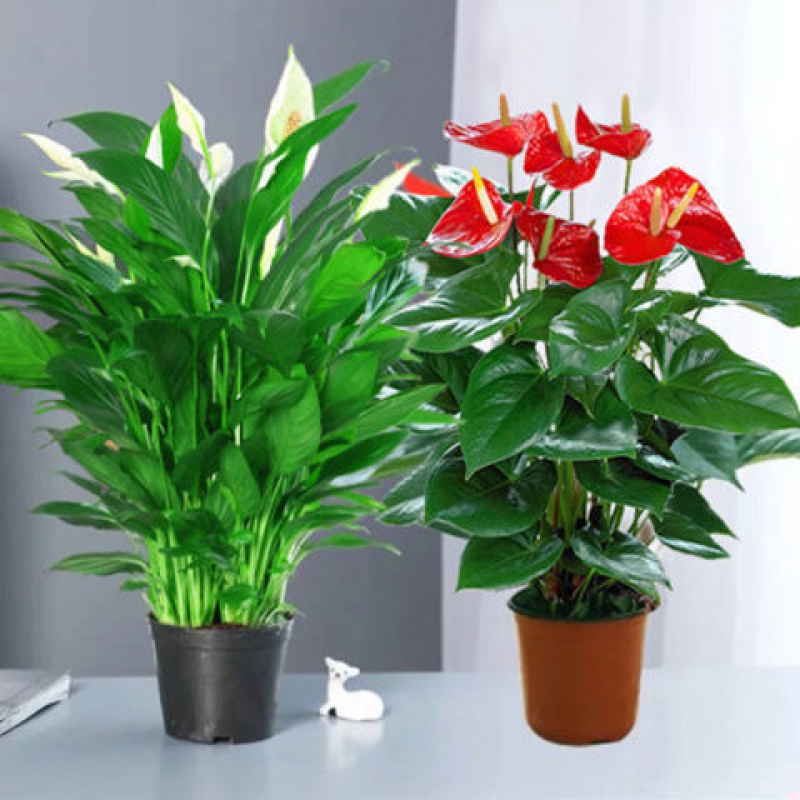 家里光照不足养的花,家里光照不足养什么植物