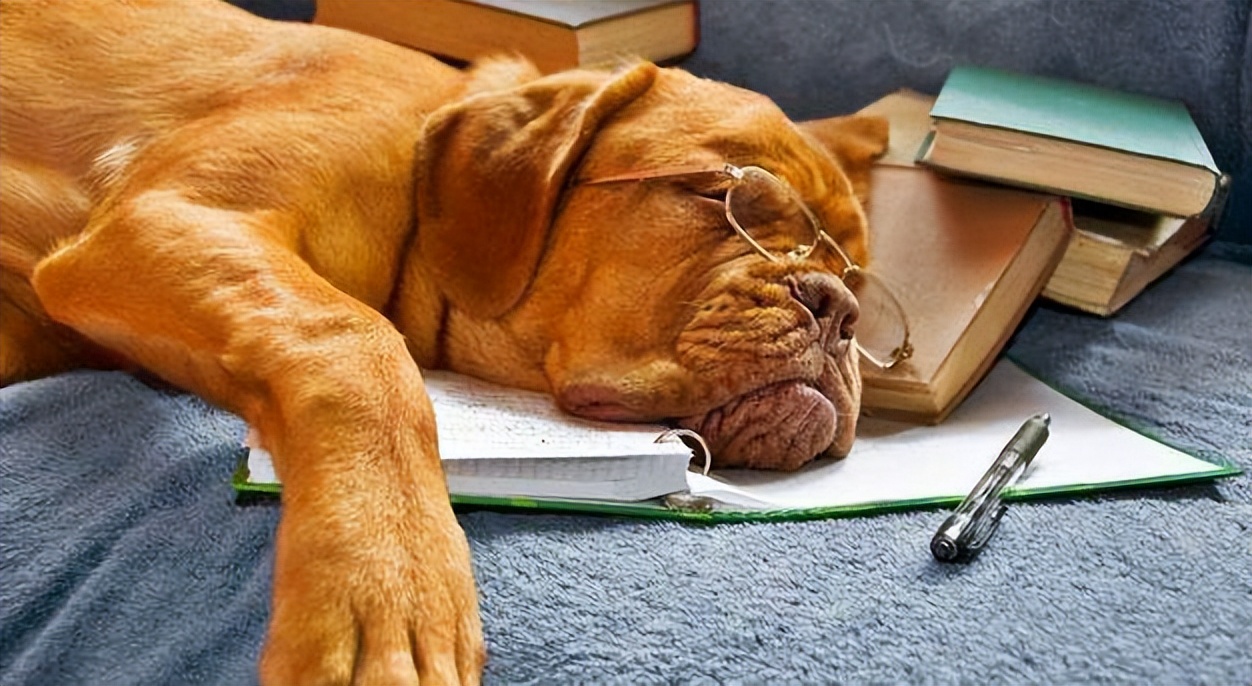 狗狗的最高年龄是多大,狗狗一年相当于人类多少年