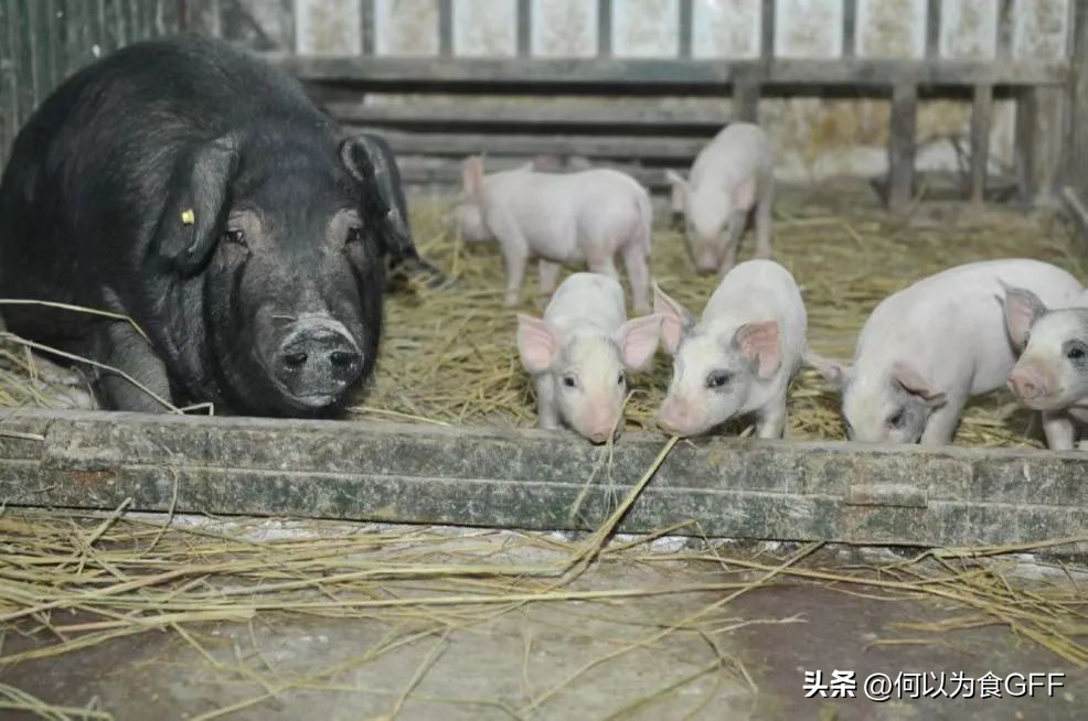 2022“健康饮食，健康星球”年度最佳实践案例概览