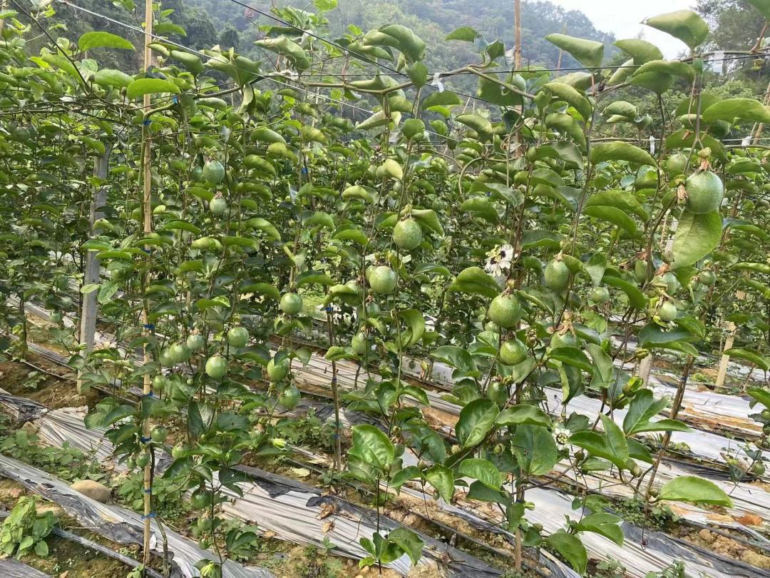 百香果哪个品种最高产,黄金百香果种植如何管理才能高产