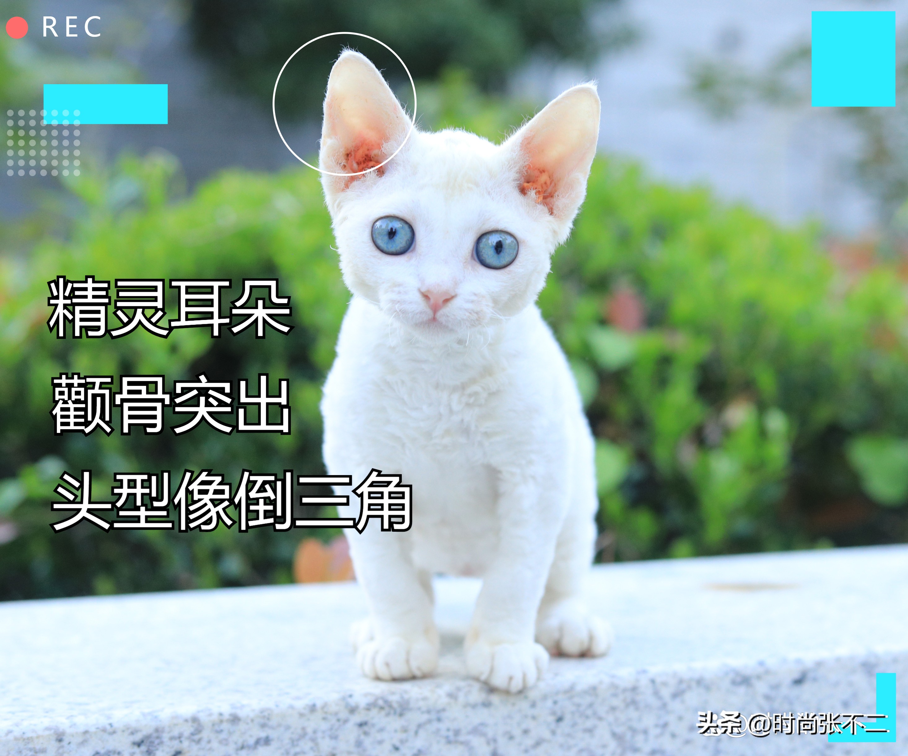 品种猫是怎么繁育的,如何挑选性格好的德文猫