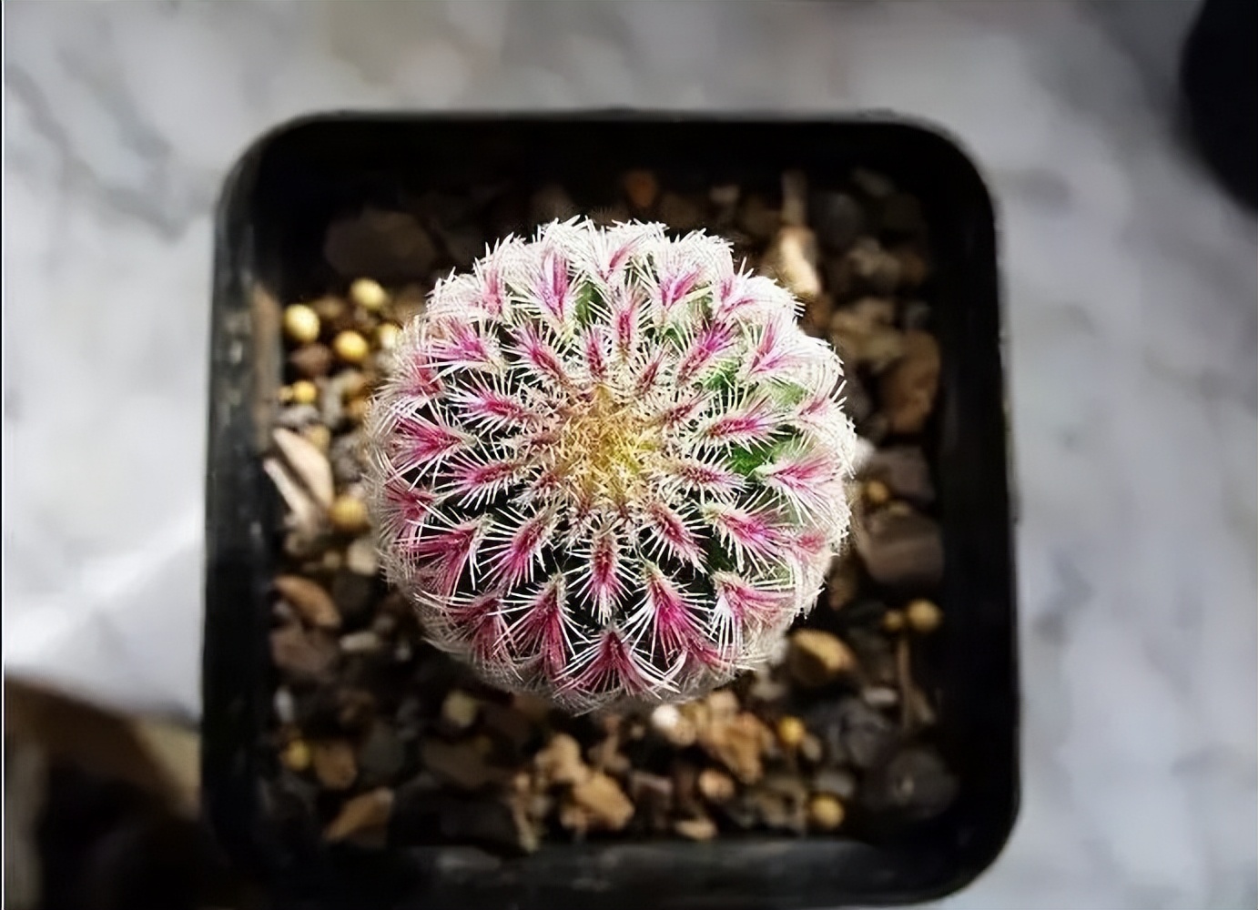 200种·仙人球开花图鉴，大开眼界，美到爆