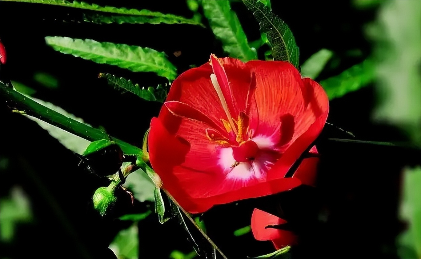 夜落金钱昼自开,夜落金钱昼自开意思