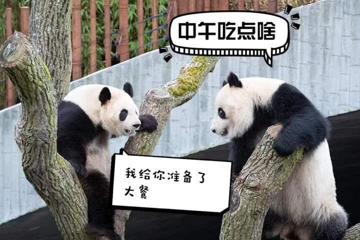 熊猫学习带崽,熊猫能一级带崽么