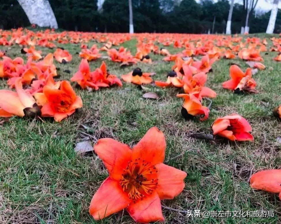 明仕田园风景区国庆节风景,广西明仕田园之旅