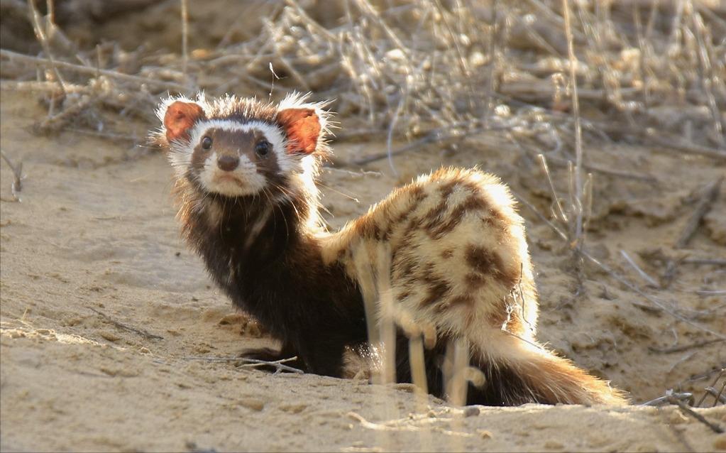 *疆新**出现不速之客，一夜消灭十几窝老鼠，原来是平头哥的小弟