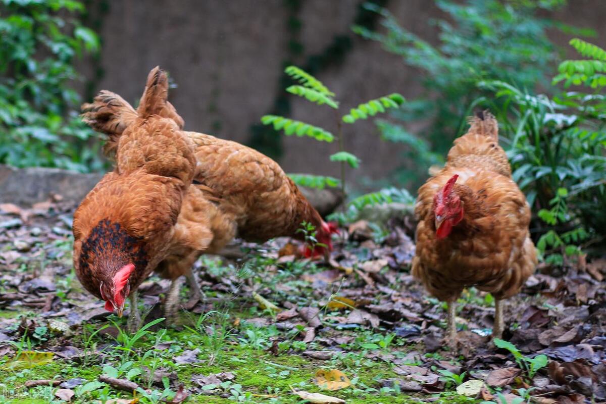 售卖活体家禽需要什么证件,家禽检疫出厂证明是免费开吗